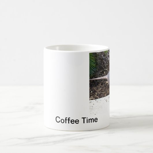 Armadillo Mok (Center)