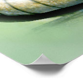 Armadillo Poster (Hoek)