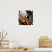 Armadillo Poster afdrukken (Keuken)