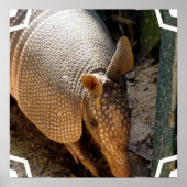 Armadillo Poster afdrukken (Voorkant)