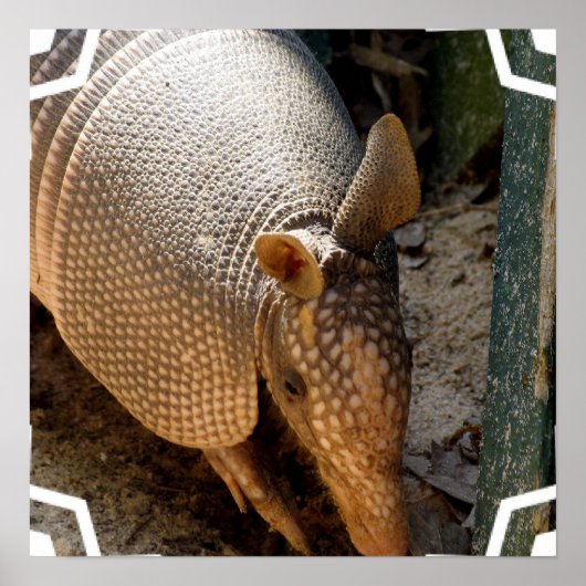 Armadillo Poster afdrukken (Voorkant)