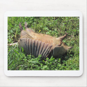 Armadillo Road Kill - Dasypodidae Muismat