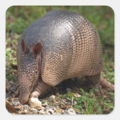 Armadillo-Stickers Vierkante Sticker (Voorkant)