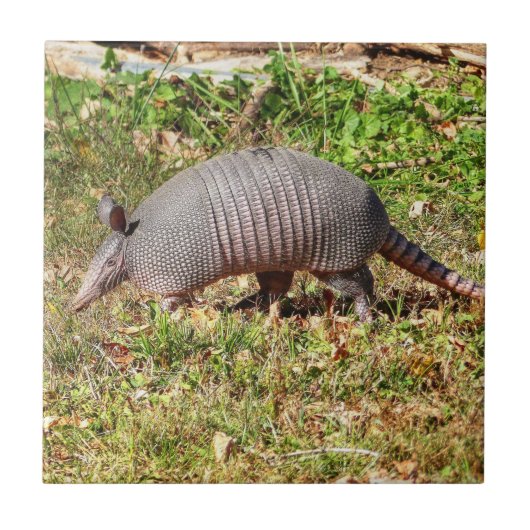 Armadillo Tegeltje (Voorkant)