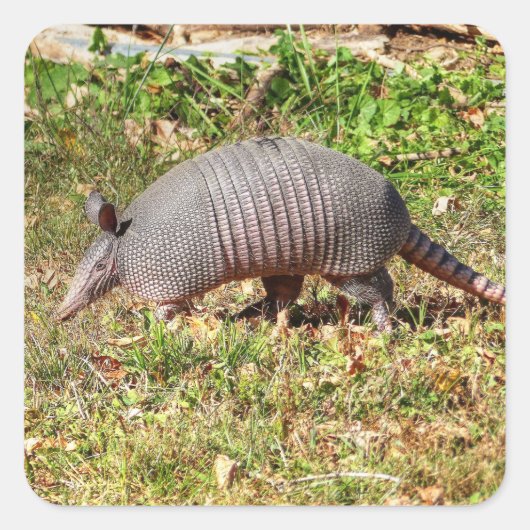 Armadillo Vierkante Sticker (Voorkant)