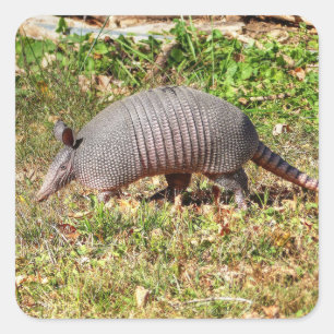 Armadillo Vierkante Sticker