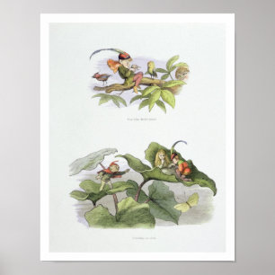 Arme kleine Birdie teased en korte cursus Poster