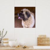 Armeens Gampr - Dog Portrait Poster (Keuken)