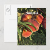 Armeense abrikozen briefkaart (Voorkant / Achterkant)