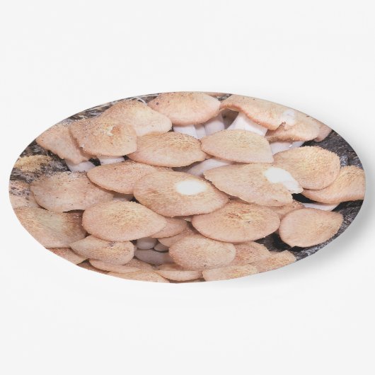 Armillaria tabescens of ringless honey paddenstoel papieren bordje (Gekanteld)