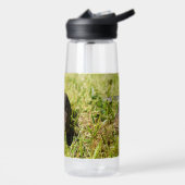 Armored Ambler: De geheime wandeling van de Shingl Waterfles (Links)