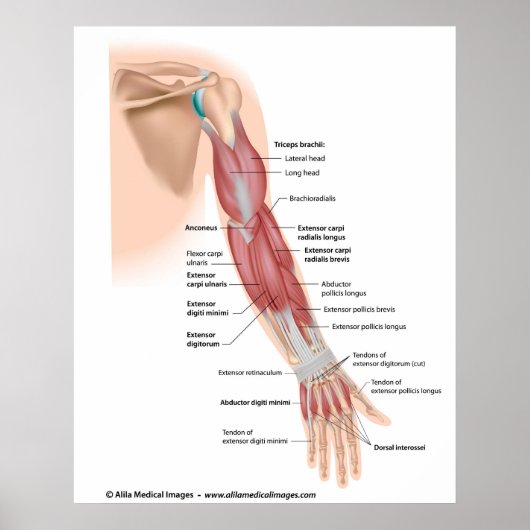 Armspieren achter uitzicht, met de vermelding teke poster (Voorkant)