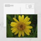 Arnica Blossom, Unalaska Island Briefkaart (Voorkant / Achterkant)