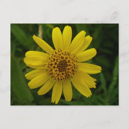 Arnica Blossom, Unalaska Island Briefkaart (Voorkant)