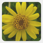 Arnica chamissonis vierkante sticker (Voorkant)