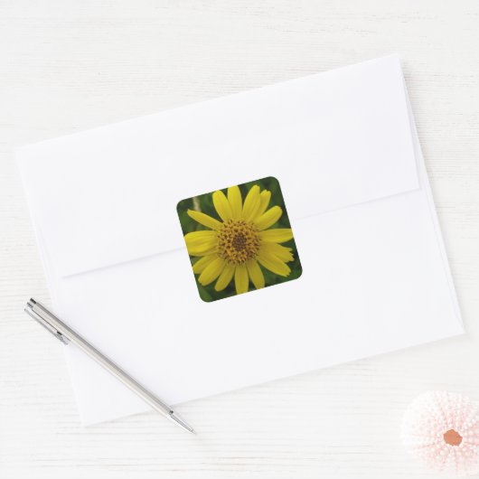 Arnica chamissonis vierkante sticker (Envelop)