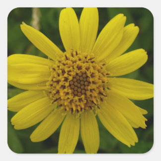 Arnica chamissonis vierkante sticker