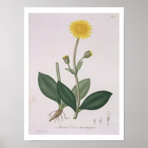 Arnica Montana van 'Phytographie Medicale' door Jo Poster