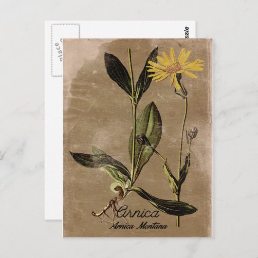  Arnica-ventilator Briefkaart (Voorkant / Achterkant)