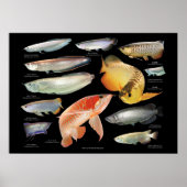 Arowanaた の ポ タ ー poster (Voorkant)