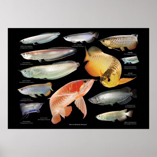 Arowanaた の ポ タ ー poster (Voorkant)