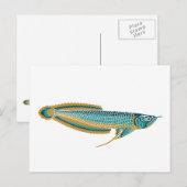 arowana briefkaart (Voorkant / Achterkant)