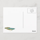 arowana briefkaart (Achterkant)