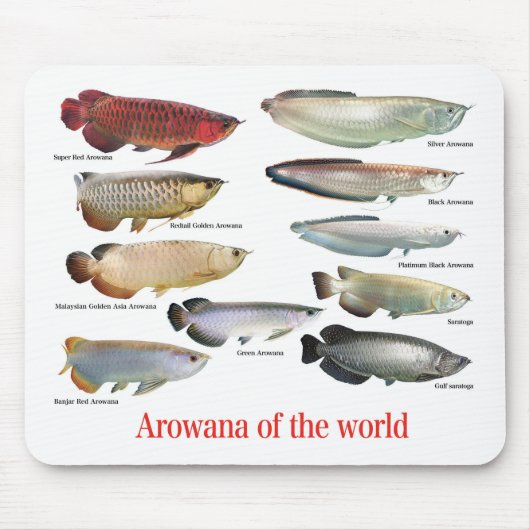 Arowana Muismat (Voorkant)