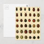 Array of Ladybirds Briefkaart (Voorkant / Achterkant)