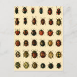 Array of Ladybirds Briefkaart<br><div class="desc">Illustratie of a monograph from Georgiy Jacobson's "Beetles Russia and Western Europe". 1905-1915. Drawn by O. Somina</div>