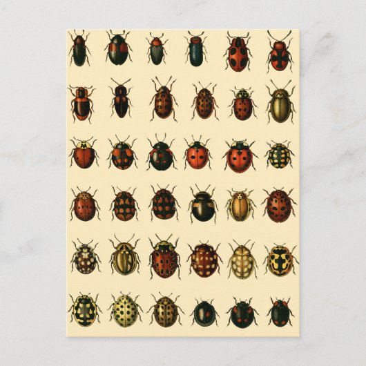 Array of Ladybirds Briefkaart (Voorkant)