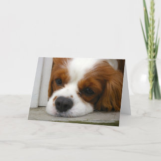 Arrogante Koning Charles Spaniel Kaart