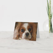 Arrogante Koning Charles Spaniel Kaart (Voorkant)