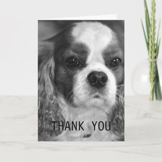 Arrogante Koning Charles Spaniel Thank You Card Bedankkaart (Voorkant)