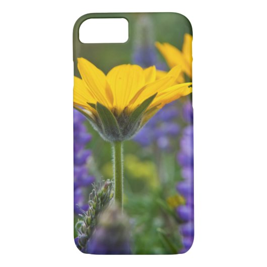 Arrowleaf Balsam Root en Lupine in Spring Bloom Case-Mate iPhone Case (Achterkant)