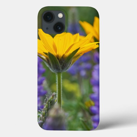 Arrowleaf Balsam Root en Lupine in Spring Bloom Case-Mate iPhone Case (Achterkant)