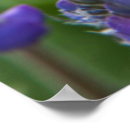 Arrowleaf Balsam Root en Lupine in Spring Bloom Poster (Hoek)