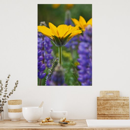 Arrowleaf Balsam Root en Lupine in Spring Bloom Poster (Keuken)