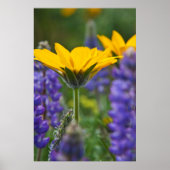 Arrowleaf Balsam Root en Lupine in Spring Bloom Poster (Voorkant)