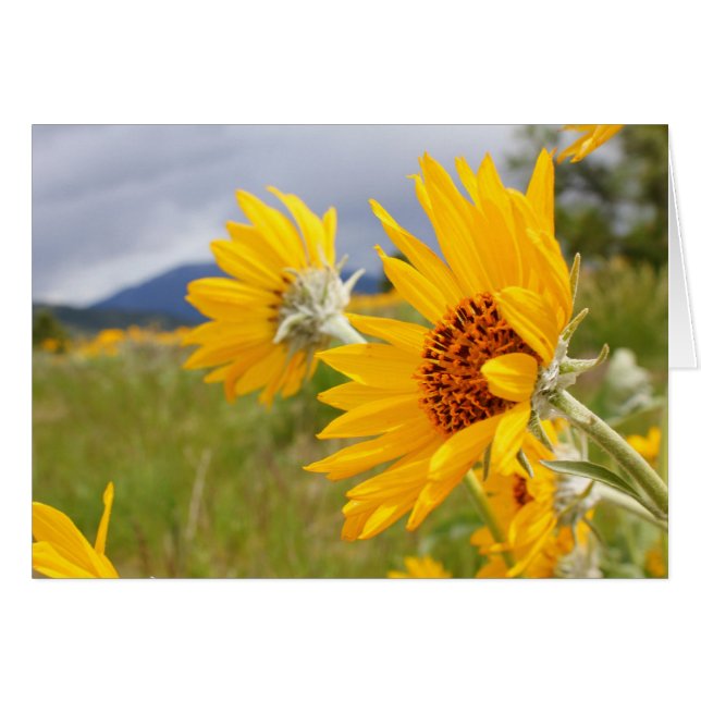 Arrowleaf Balsamroot (Voorkant Horizontaal)