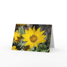 Arrowleaf Balsamroot Notecard