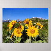 Arrowleaf Balsamroot omhulde print (Voorkant)