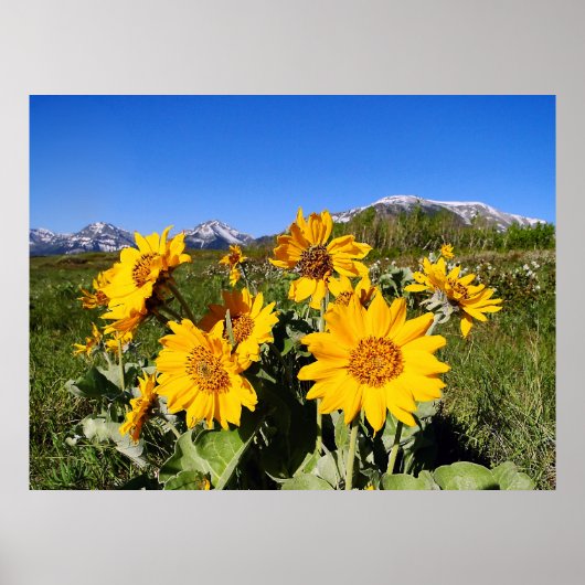 Arrowleaf Balsamroot omhulde print (Voorkant)