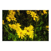 Arrowleaf Balsamroot Yellow Wildflower Abstract Foto Afdruk (Voorkant)