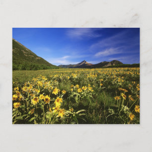 Arrowleaf balsomroot bedekt de prairie met briefkaart