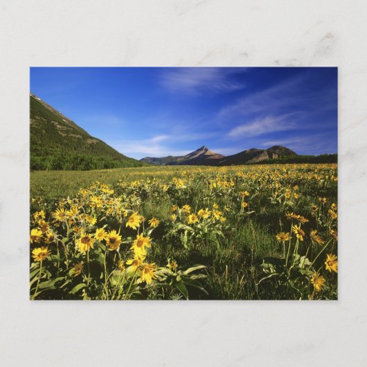 Arrowleaf balsomroot bedekt de prairie met briefkaart (Voorkant)