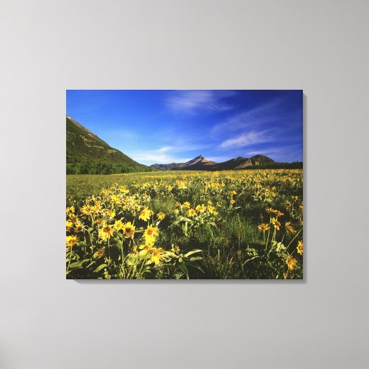 Arrowleaf balsomroot bedekt de prairie met canvas afdruk (Voorkant)