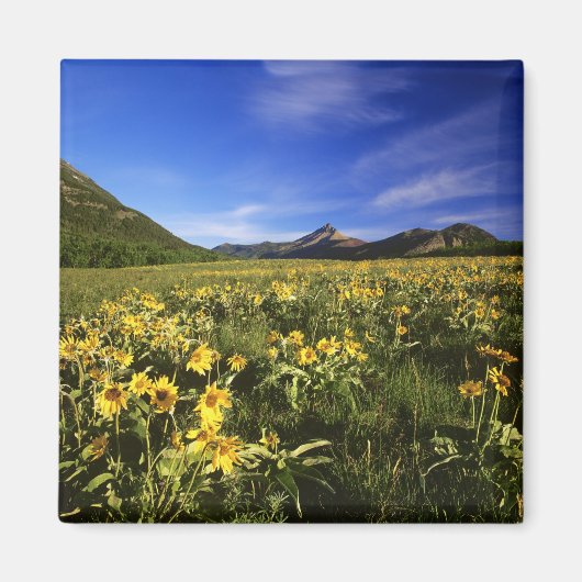 Arrowleaf balsomroot bedekt de prairie met magneet (Voorkant)