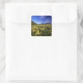 Arrowleaf balsomroot bedekt de prairie met vierkante sticker (Tas)
