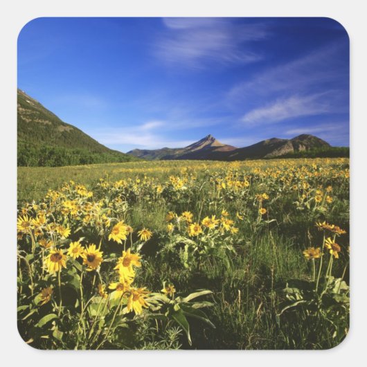 Arrowleaf balsomroot bedekt de prairie met vierkante sticker (Voorkant)